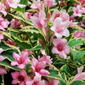 Вейгела пёстролистная «nana variegata» (Нана Вариегата)