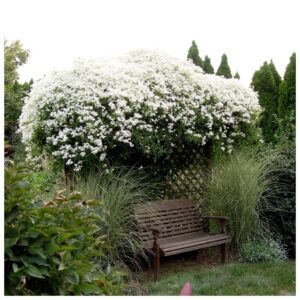 Клематис виноградолистный (clematis vitalba)