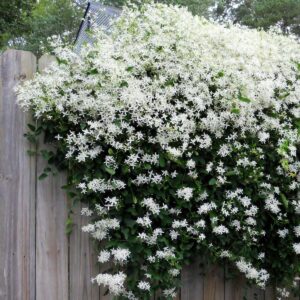 Клематис виноградолистный (clematis vitalba)