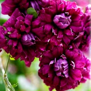 Клематис махровый пурпурный «purpurea plena elegans» (Пурпуреа Плена Элеганс)