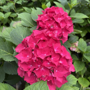 Гортензия крупнолистная «bright red» (Брайт Ред)