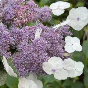 Гортензия древовидная шероховатая «sargentiana» (Саржента)