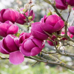 Магнолия cуланжа «black tulip» (Блэк Тулип