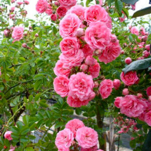 Роза плетистая «chaplin's pink» (Чаплинз Пинк)