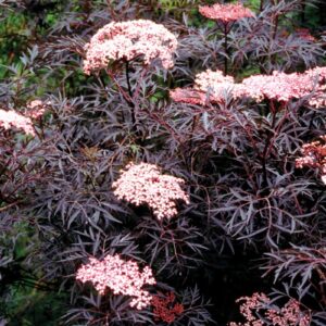 sambucus nigra black lace buzina chernaya blek lejs 1