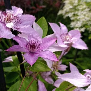 Клематис розовый «hagley hybrid» (Хегли Хайбрид)