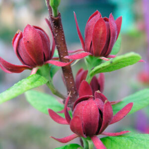 calycanthus floridus 03