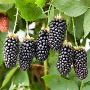 ezhevika kustistaja karaka blek karaka black (1)