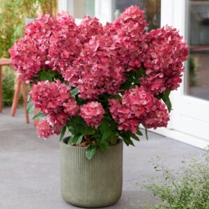 Гортензия метельчатая «petite cherry» (Петит Черри)
