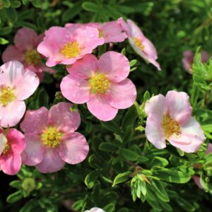 Лапчатка розовая «pink beauty» (Пинк Бьюти)
