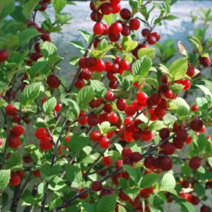 Вишня войлочная «Сказка»